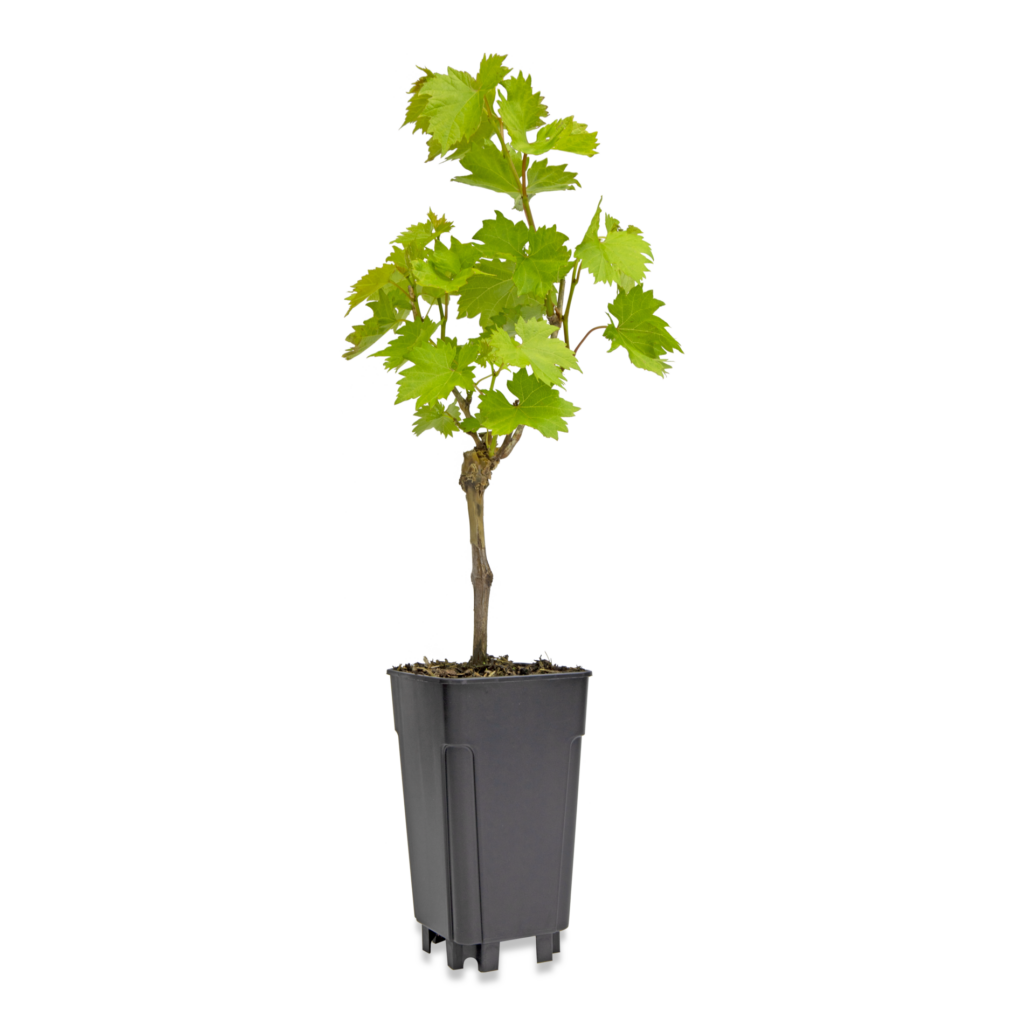 Vierkante pot 1,8L (P1) MR