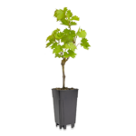 Vierkante pot 1,8L (P1) MR