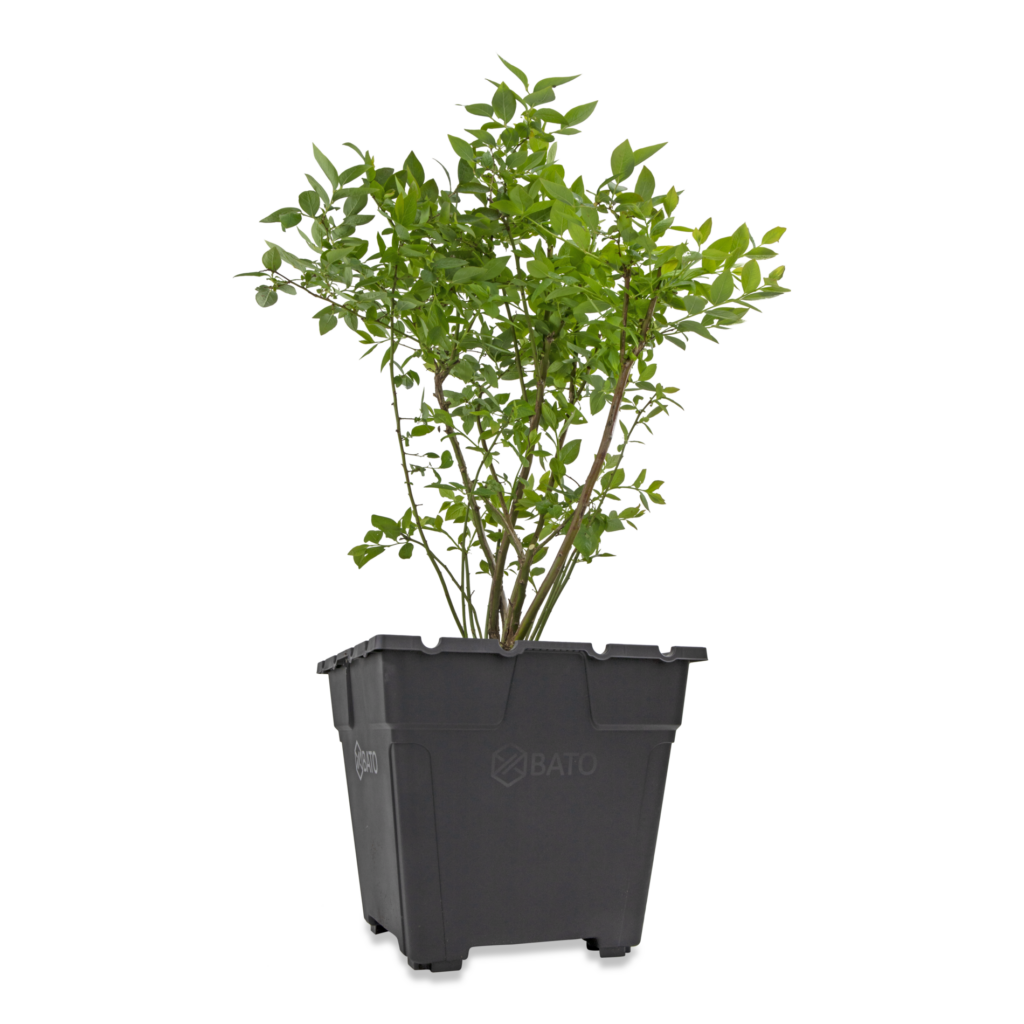 Vierkante pot 35L (P1) MR