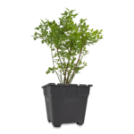 Vierkante pot 35L (P1) MR