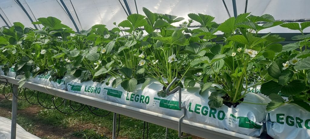 Mata kokosowa Legro