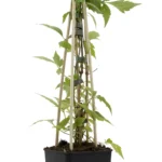 vierkante pot 1,8L (P2) MR