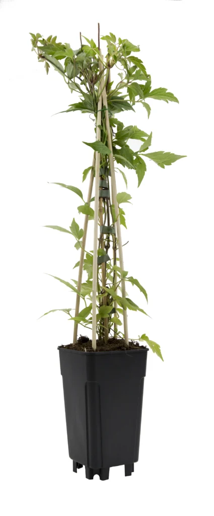 vierkante pot 1,8L (P2) MR